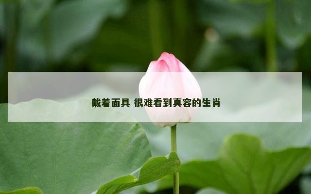 戴着面具 很难看到真容的生肖