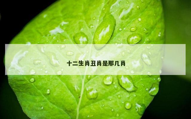 十二生肖丑肖是那几肖