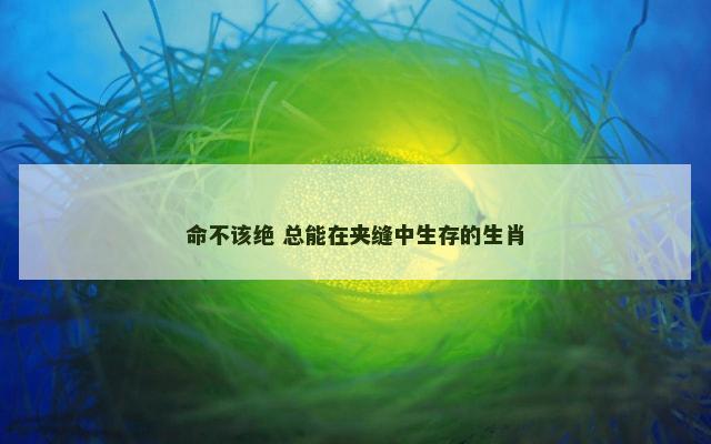命不该绝 总能在夹缝中生存的生肖