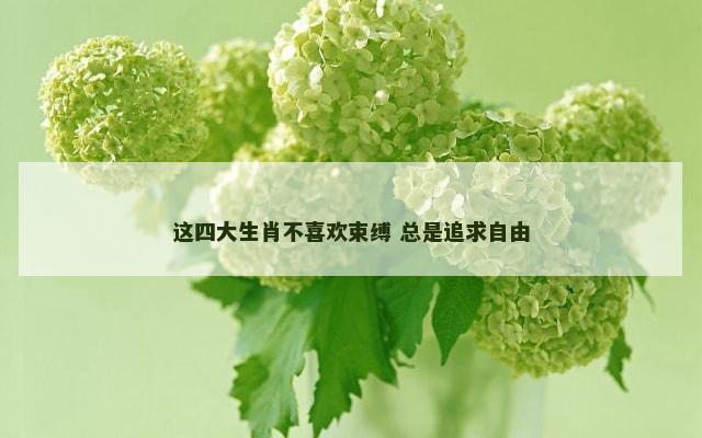 这四大生肖不喜欢束缚 总是追求自由