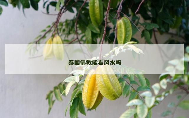 泰国佛教能看风水吗