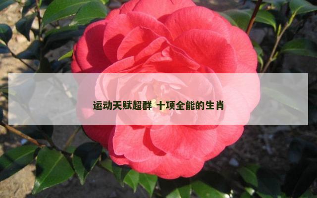 运动天赋超群 十项全能的生肖