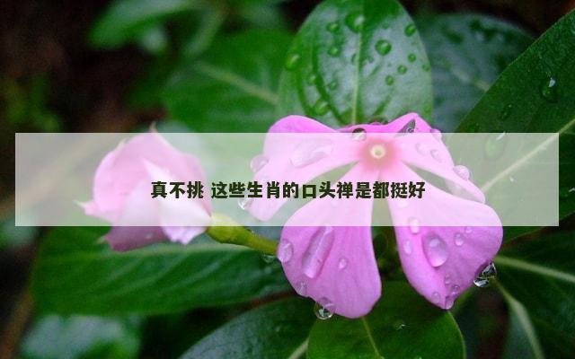 真不挑 这些生肖的口头禅是都挺好