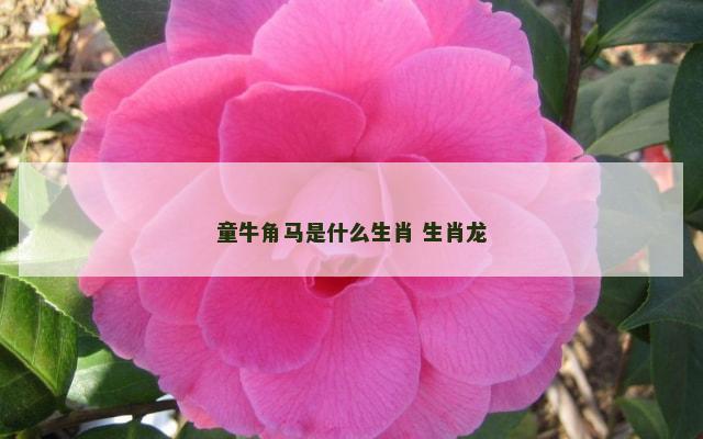 童牛角马是什么生肖 生肖龙