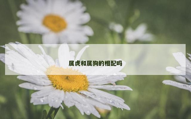 属虎和属狗的相配吗