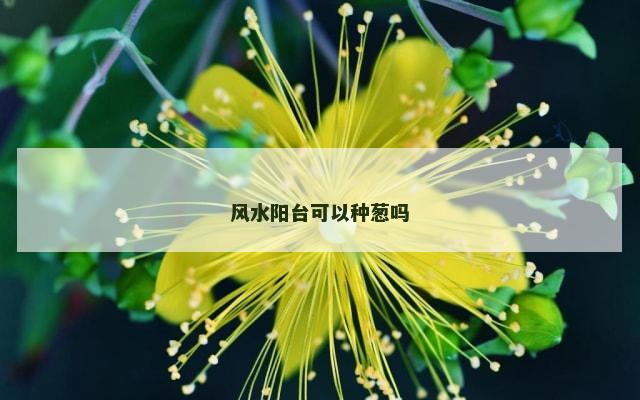 风水阳台可以种葱吗