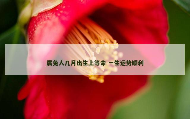 属兔人几月出生上等命 一生运势顺利