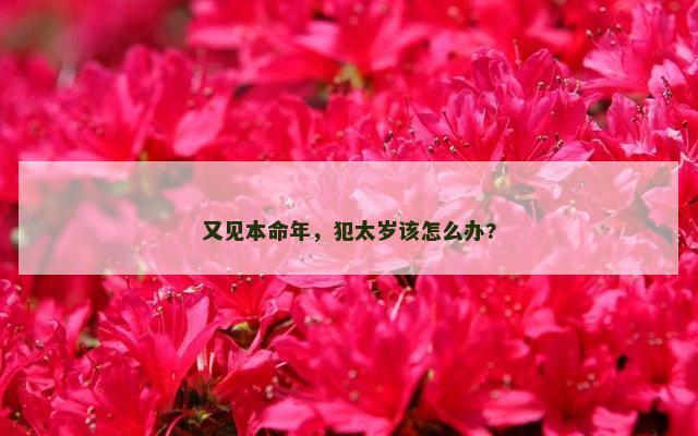 又见本命年，犯太岁该怎么办?