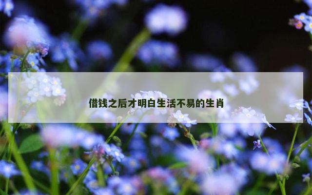 借钱之后才明白生活不易的生肖