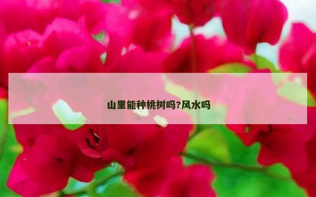 山里能种桃树吗?风水吗