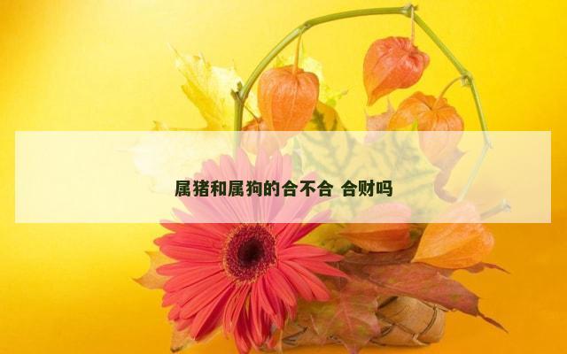 属猪和属狗的合不合 合财吗