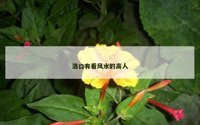 洛口有看风水的高人