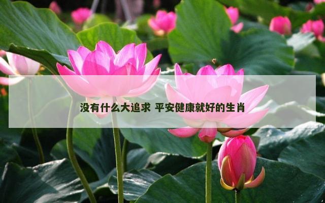 没有什么大追求 平安健康就好的生肖