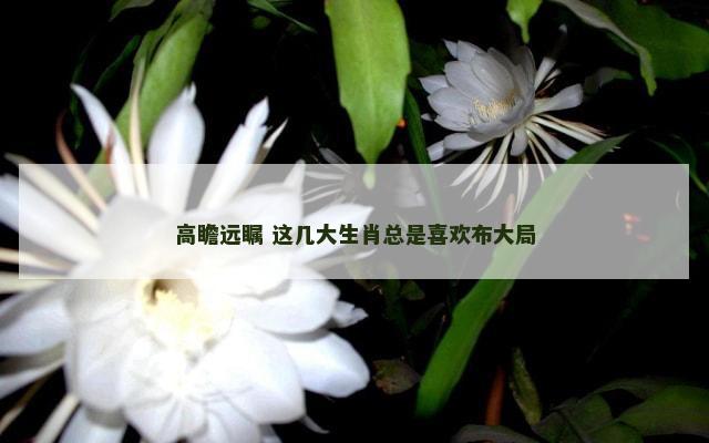 高瞻远瞩 这几大生肖总是喜欢布大局