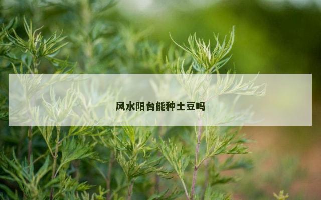 风水阳台能种土豆吗