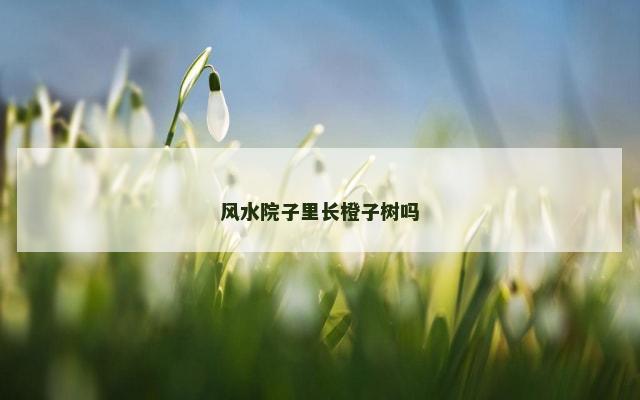 风水院子里长橙子树吗