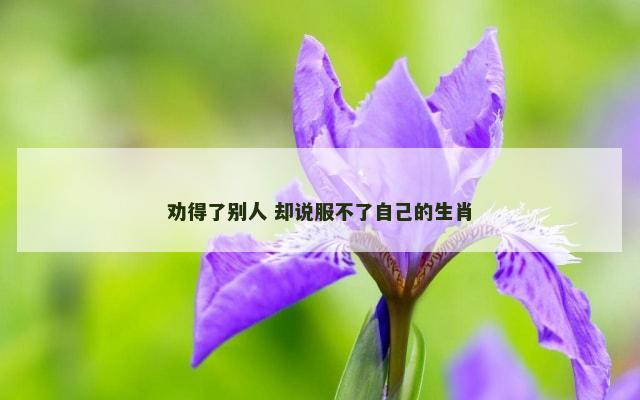 劝得了别人 却说服不了自己的生肖