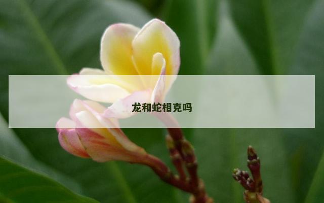 龙和蛇相克吗
