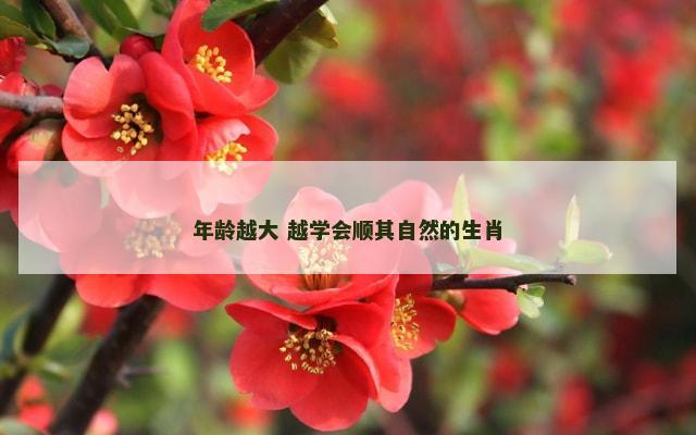 年龄越大 越学会顺其自然的生肖