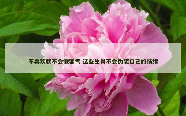 不喜欢就不会假客气 这些生肖不会伪装自己的情绪