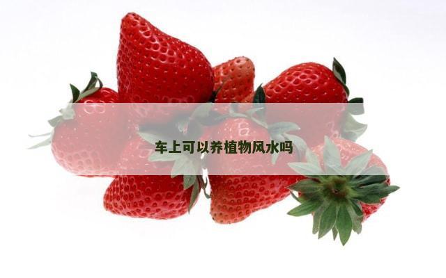 车上可以养植物风水吗