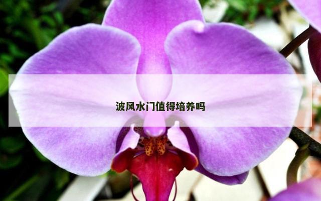 波风水门值得培养吗