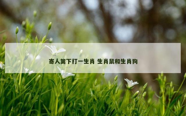 寄人篱下打一生肖 生肖鼠和生肖狗