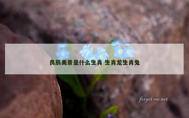 良辰美景是什么生肖 生肖龙生肖兔