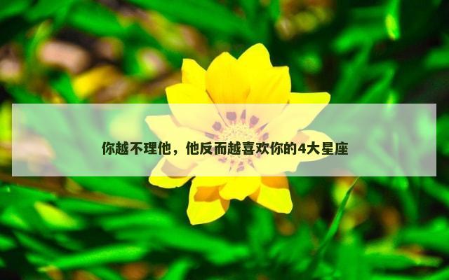 你越不理他，他反而越喜欢你的4大星座