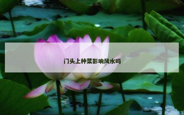 门头上种菜影响风水吗