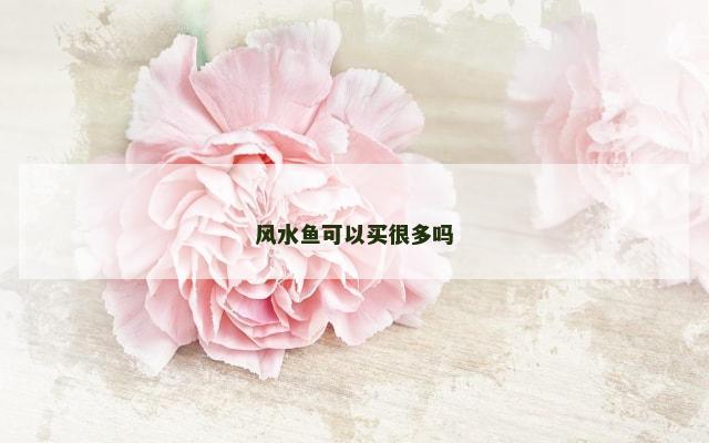 风水鱼可以买很多吗