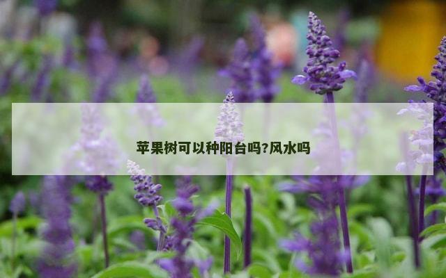苹果树可以种阳台吗?风水吗