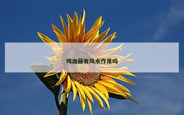 鸡血藤有风水作用吗