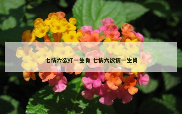 七情六欲打一生肖 七情六欲猜一生肖