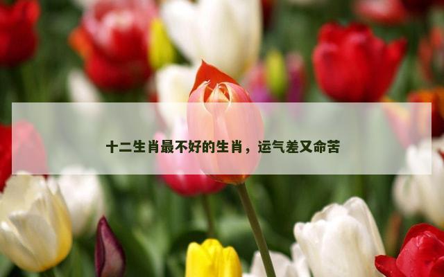 十二生肖最不好的生肖，运气差又命苦