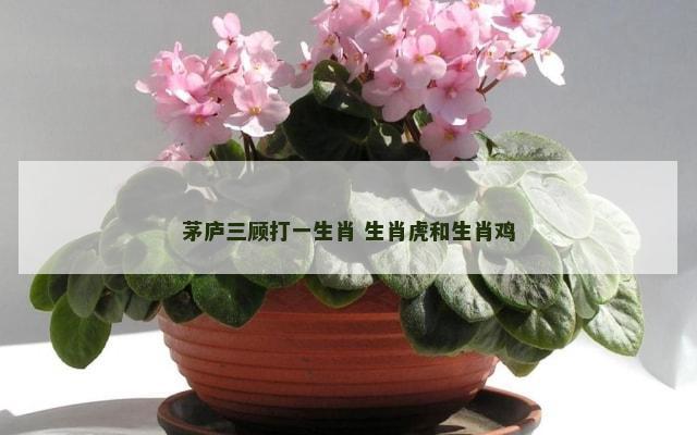 茅庐三顾打一生肖 生肖虎和生肖鸡