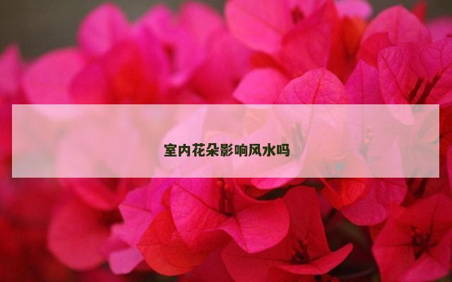 室内花朵影响风水吗