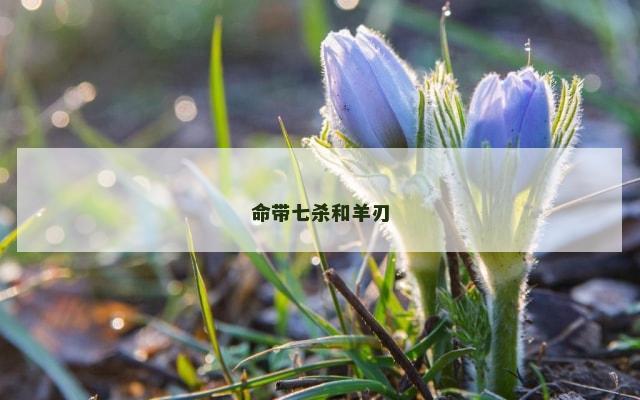 命带七杀和羊刃