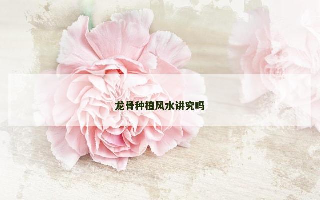 龙骨种植风水讲究吗