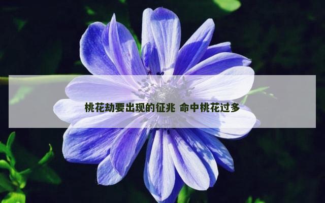 桃花劫要出现的征兆 命中桃花过多