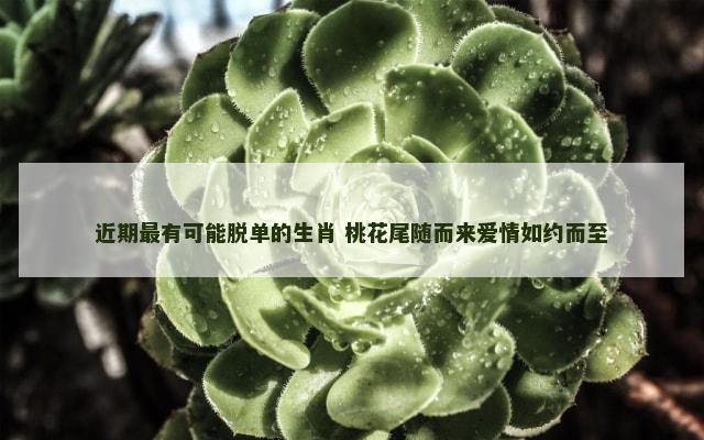 近期最有可能脱单的生肖 桃花尾随而来爱情如约而至