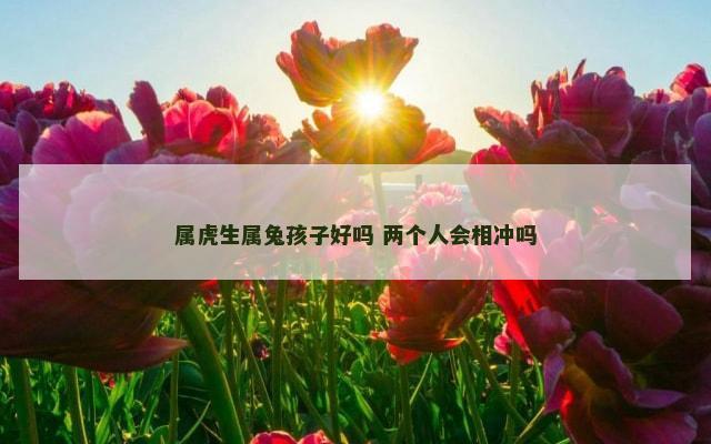 属虎生属兔孩子好吗 两个人会相冲吗