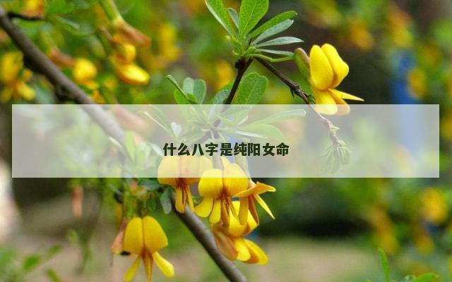 什么八字是纯阳女命