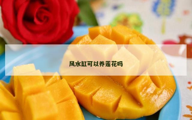 风水缸可以养莲花吗