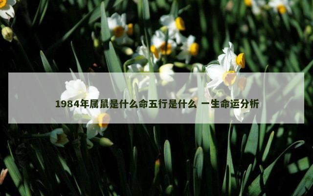 1984年属鼠是什么命五行是什么 一生命运分析