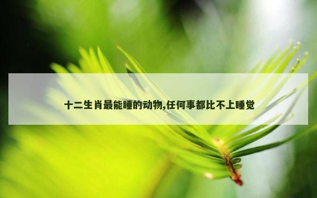 十二生肖最能睡的动物,任何事都比不上睡觉