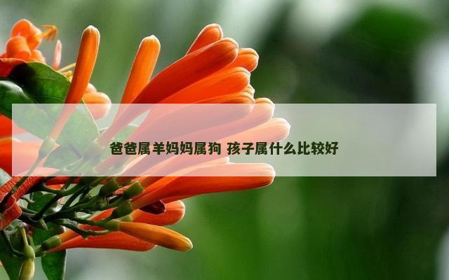爸爸属羊妈妈属狗 孩子属什么比较好