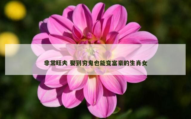 非常旺夫 娶到穷鬼也能变富豪的生肖女