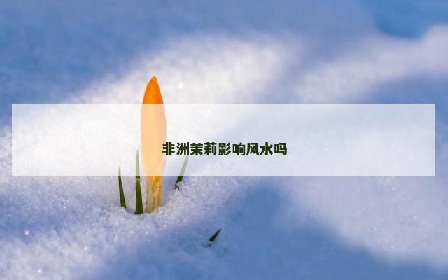 非洲茉莉影响风水吗