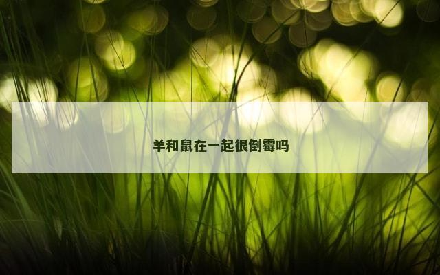 羊和鼠在一起很倒霉吗